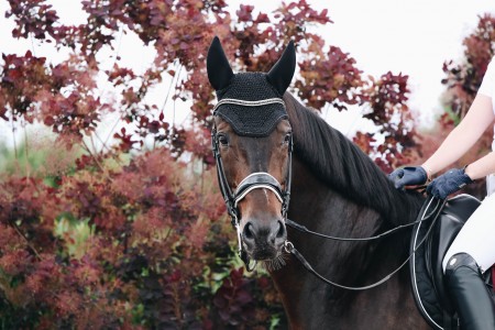 Bonnet wellington sparkling 