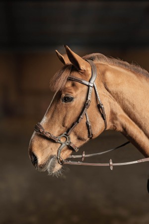 Bridon \ Hackamore\ 