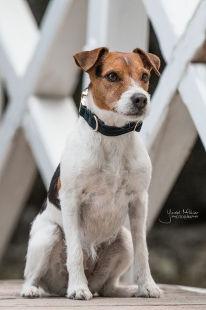 Collier pour chien Corduroy