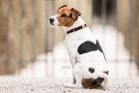 Collier pour chien Corduroy