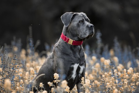 Collier pour chien Corduroy