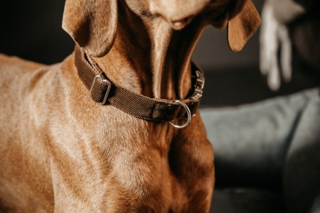 Collier pour chien Corduroy