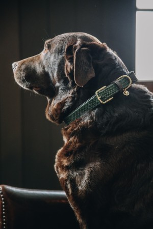 Collier pour chien en nylon tressé