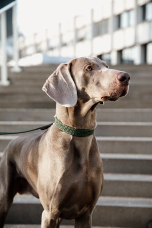 Collier pour chien en nylon tressé