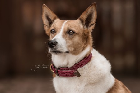 Collier pour chien en nylon tressé