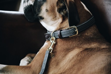 Collier pour chien en nylon tressé