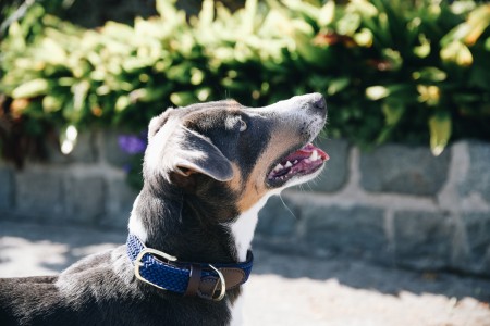 Collier pour chien en nylon tressé