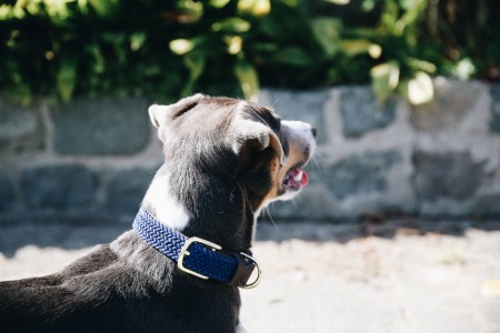 Collier pour chien en nylon tressé