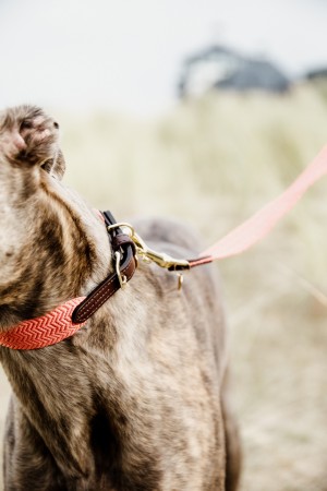 Collier pour chien Jacquard