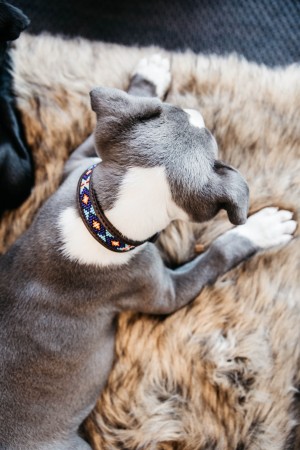 Collier pour chien perles