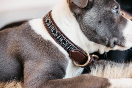 Collier pour chien perles