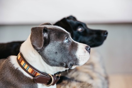 Collier pour chien perles