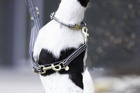 Collier pour chien Pied-de-Poule