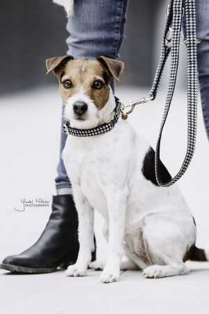 Collier pour chien Pied-de-Poule