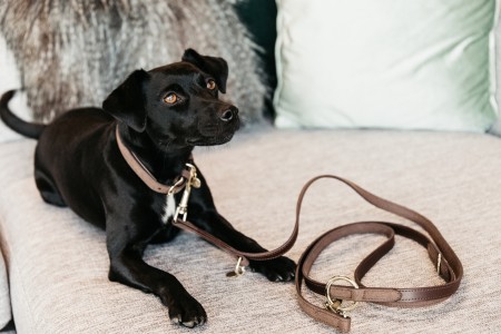 Collier pour chien Velvet Leather