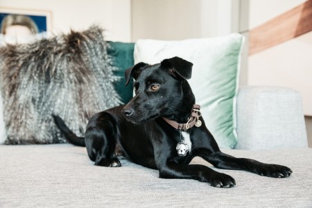 Collier pour chien Velvet Leather