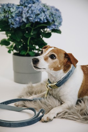 Collier pour chien Velvet