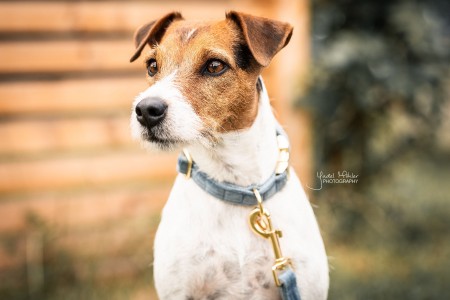 Collier pour chien Velvet