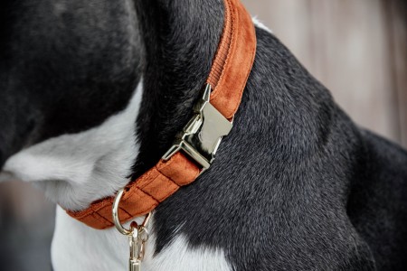 Collier pour chien Velvet