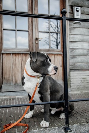 Collier pour chien Velvet