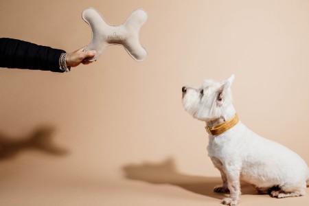 Collier pour chien Velvet