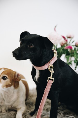 Collier pour chien Velvet