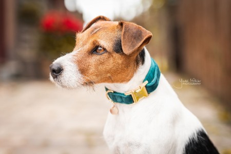 Collier pour chien Velvet