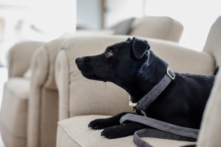 Collier pour chien Wool