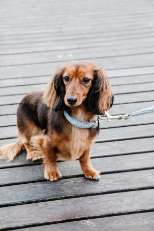 Collier pour chien Wool