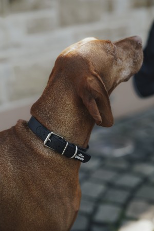 Collier Spark