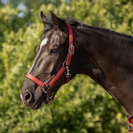 Duo licol et longe collection SS26