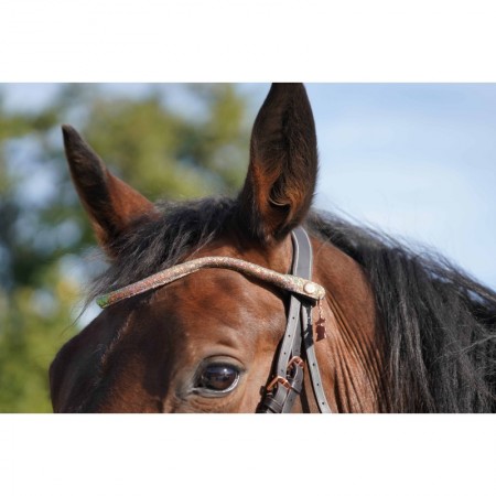 Frontal disco à pression