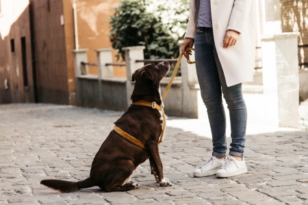 Harnais pour chien velours loop