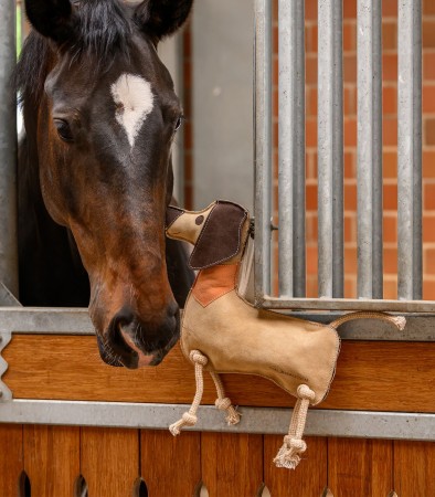Jouet pour cheval Teckel