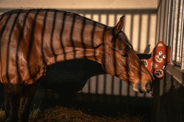 Jouet pour chevaux Ours Platinum 26