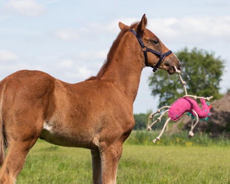 Jouets pour chevaux