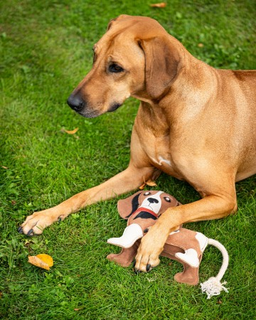 Jouets pour chien Stable Buddy