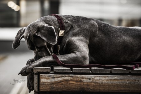 Laisse pour chien Corduroy 120 cm