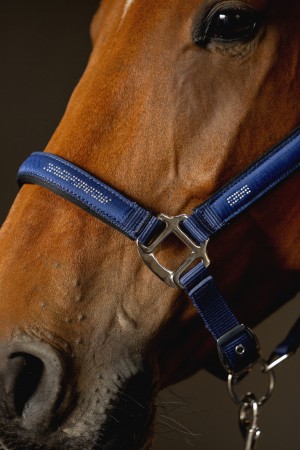 Licol + Longe ESDINO ES26