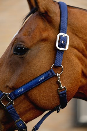 Licol + Longe ESDINO ES26