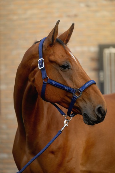 Licol + Longe ESDINO ES26