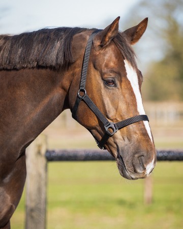 Licol basic