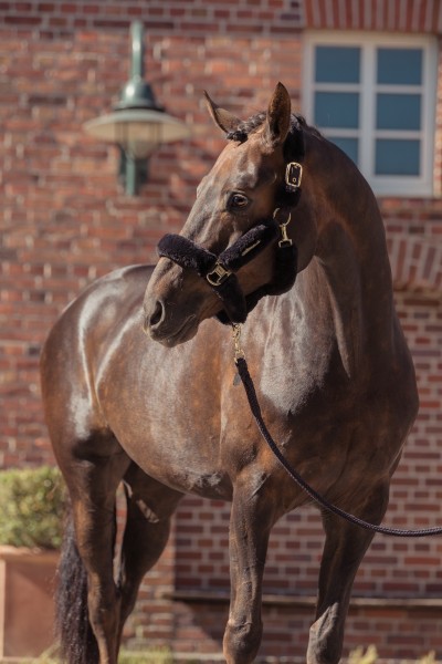 Licol de transport en mouton Heritage 25