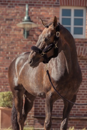 Licol de transport en mouton Heritage 25