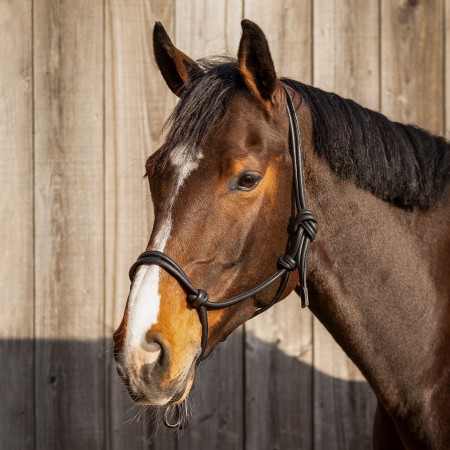 Licol étholigique Liberta en cuir