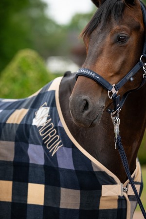 Licol Sparkle Classic Sports 26