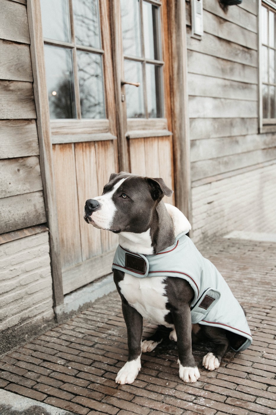 manteau impermeable pour grand chien