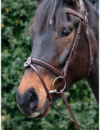 Muserolle arrondie avec noseband amovible