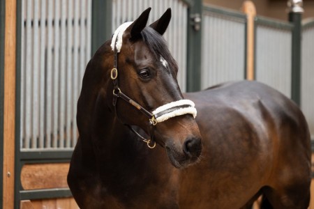 Padding Set Licol El&eacute;gence