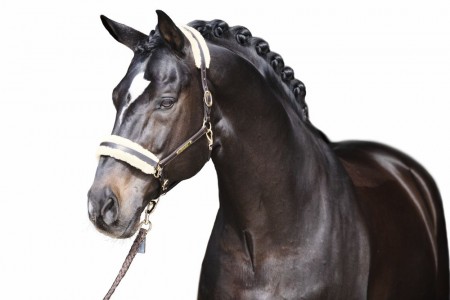 Padding Set Licol El&eacute;gence